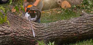 South Coventry, CT Tree Removal Company